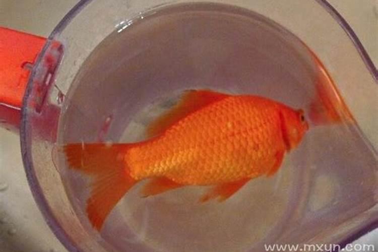 梦见红色的鱼死了又活了
