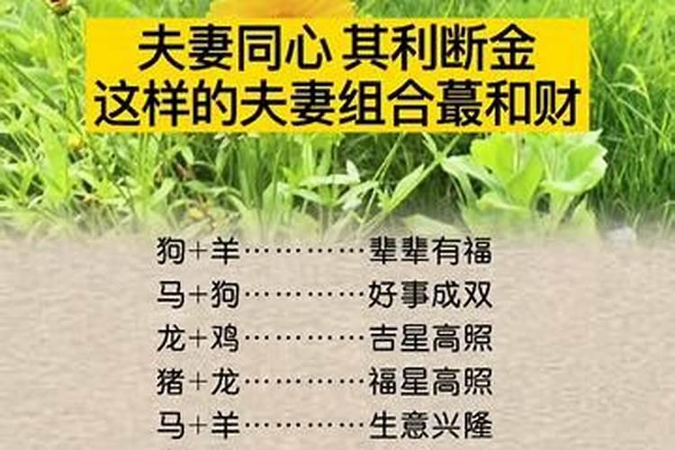 狗马的属相合不合