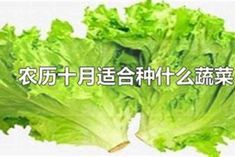 农历八月十五适合种什么菜