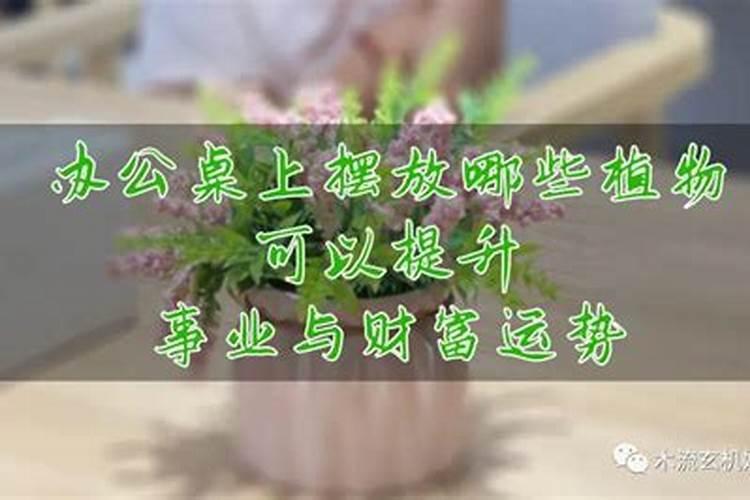 哪些植物可以提升运势