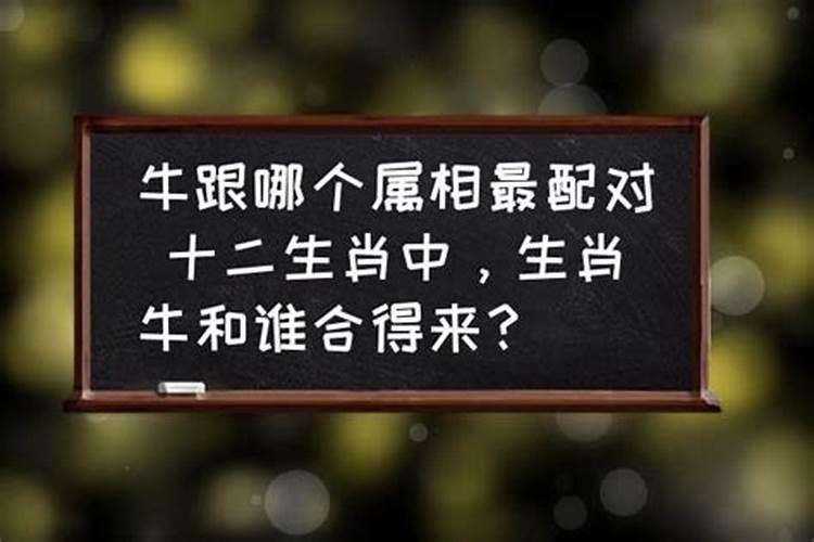 生肖牛会牛八字合不合