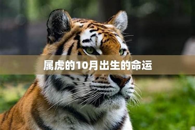 属虎10月出生的命运怎么样