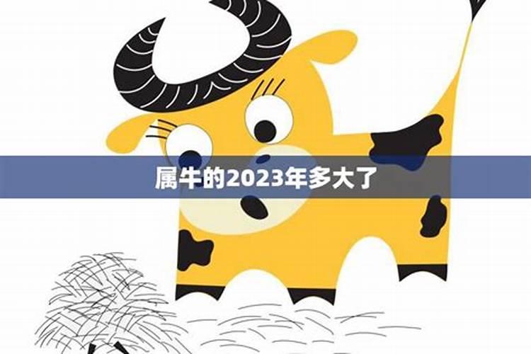 属牛的人2023年多大