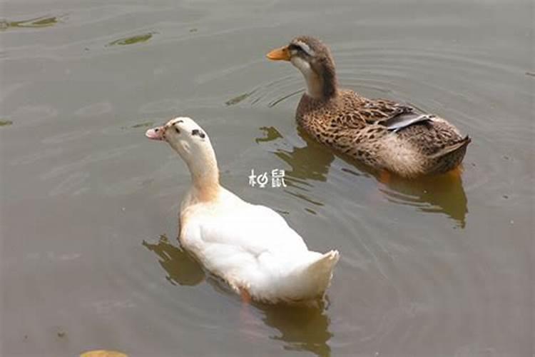 孕妇梦见鸭子是什么意思