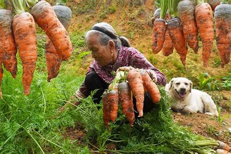 二月二龙抬头今年几号