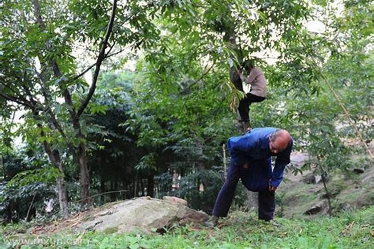 梦到捡核桃什么意思