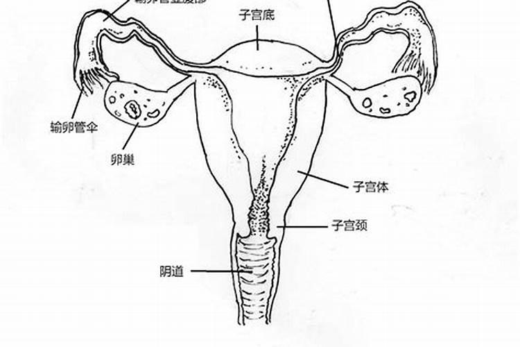 本命年虎年要注意什么佩戴什么女