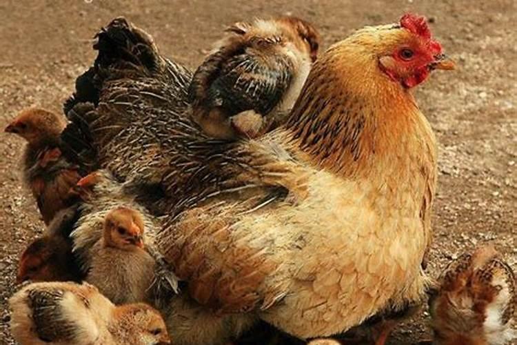 梦见好多母鸡是什么预兆