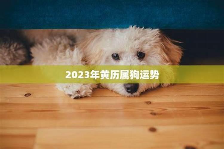 2023年属狗女性逐月运势如何看