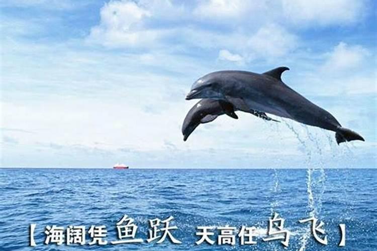 梦到大海鱼跃