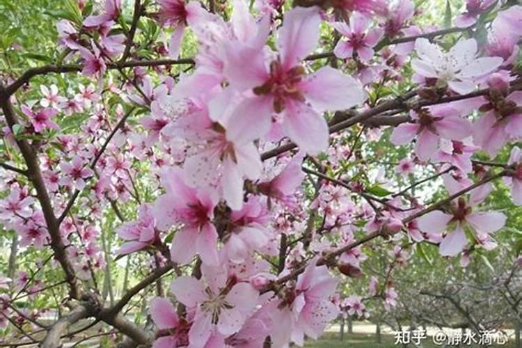 家里犯桃花的风水