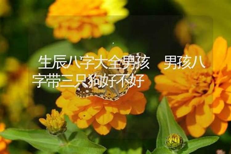 生辰八字三脚狗是什么意思