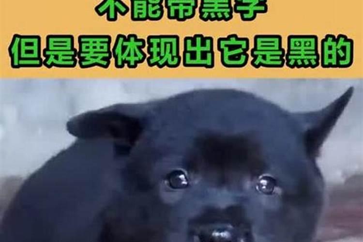 带狗运势不好怎么办