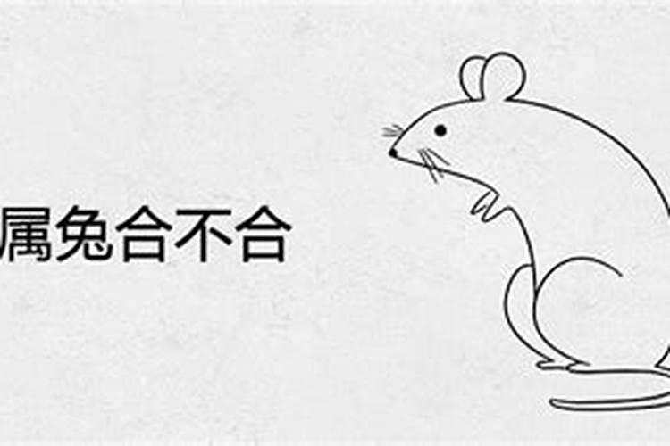 鼠与兔八字合吗