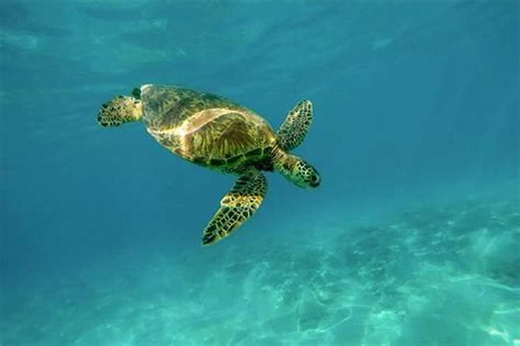 梦见大海龟和很深的水