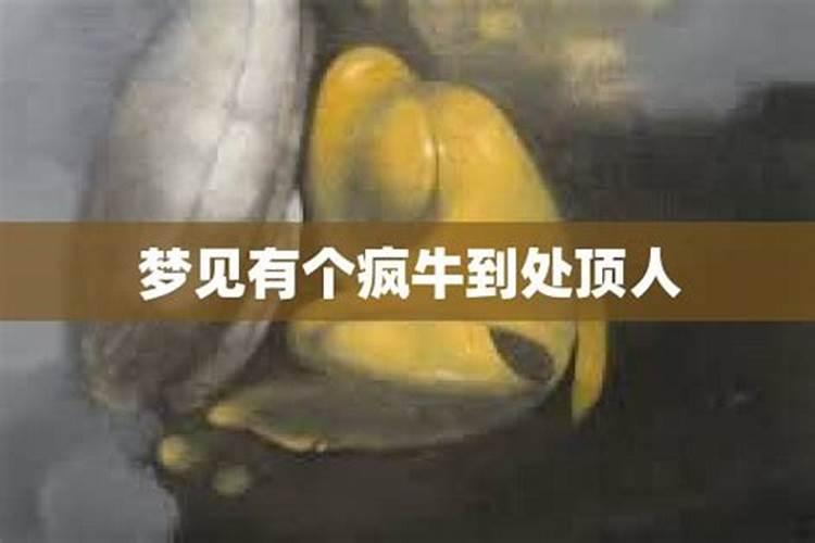 梦见牛疯了攻击人