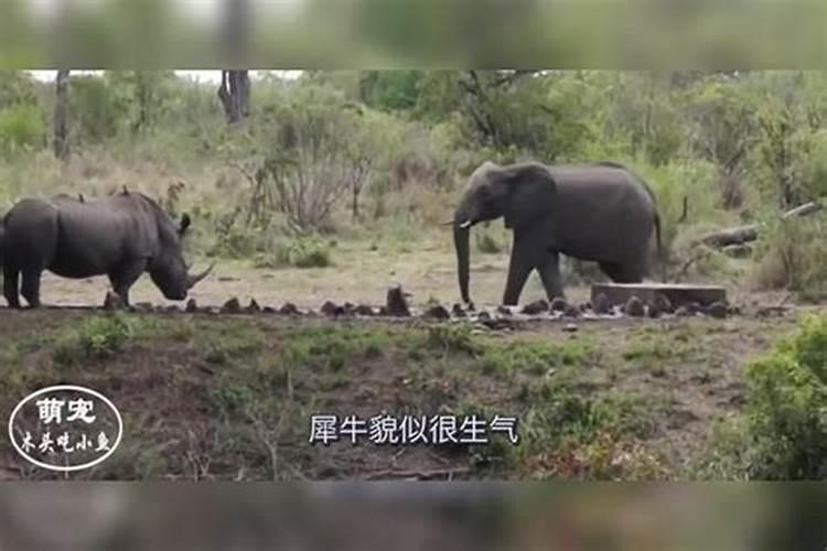 孕妇梦见犀牛和大象打架