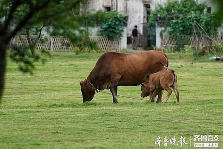 梦见老母牛带着小牛