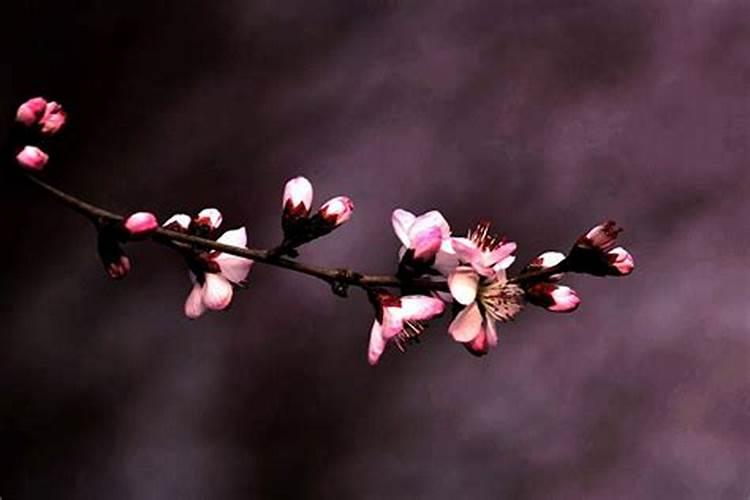 今年财神节几月几号过