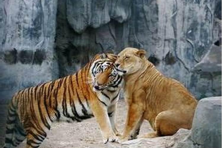 孕妇做梦梦到狮子和老虎是什么意思呀