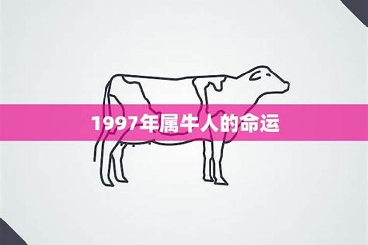 1997年属牛人命运如何