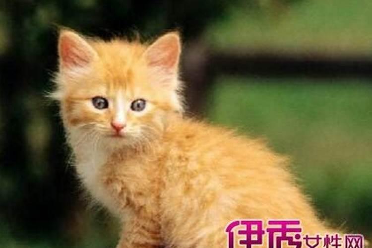 做梦梦见猫猫咬我