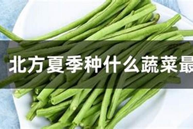 北方腊月露天种什么菜