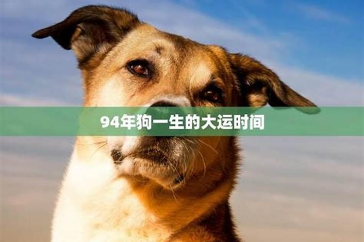 94年狗狗命运