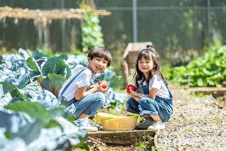 梦到自己和很多熟人在摘青菜