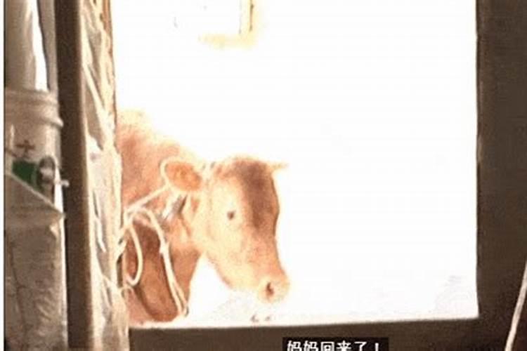 梦见死牛是什么预兆