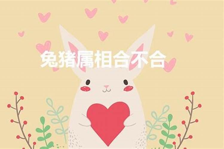 猪和兔子的属相合不合