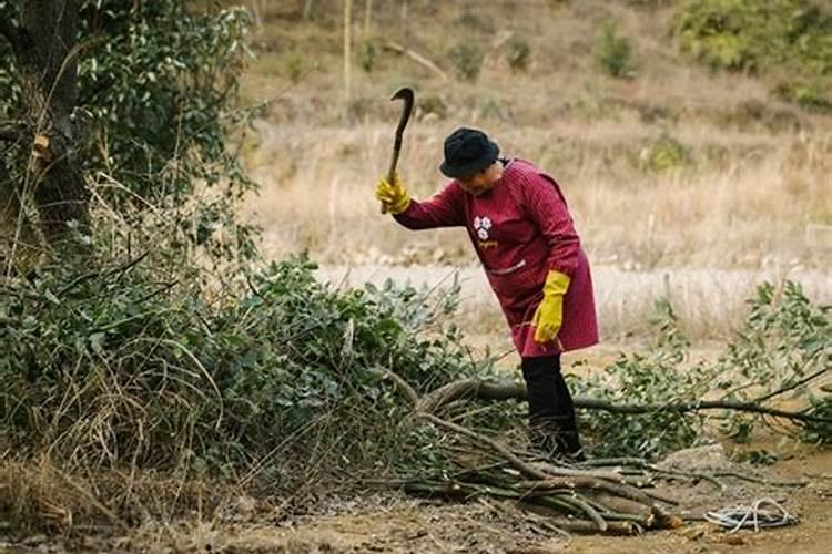 梦见几个女人一起上山