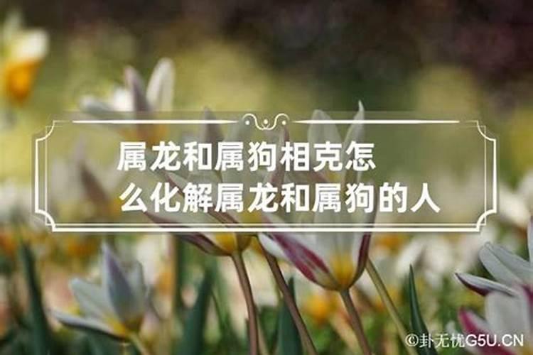 龙狗相克怎么化解