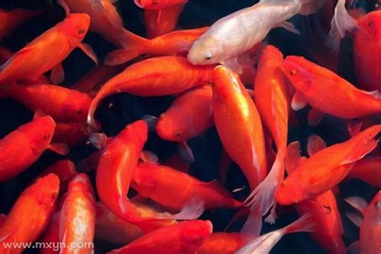 梦到红色的金鱼在水里游来游去