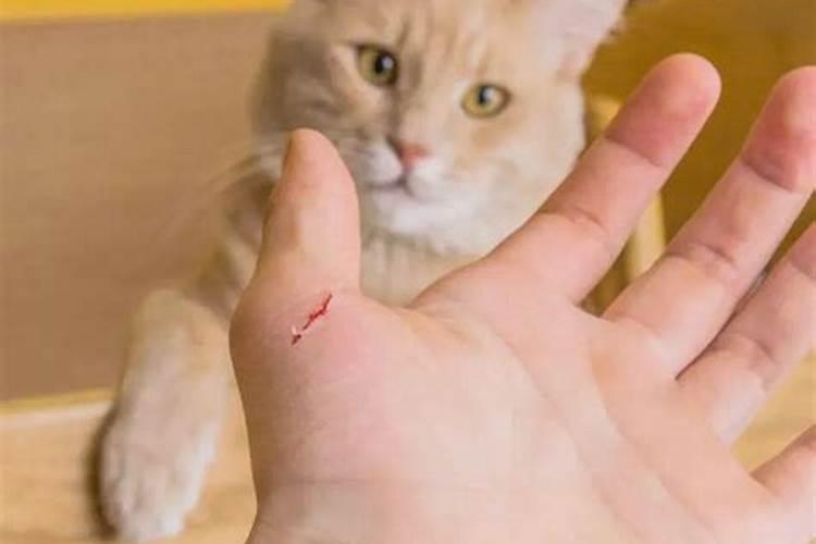 梦见猫咬到自己的右手