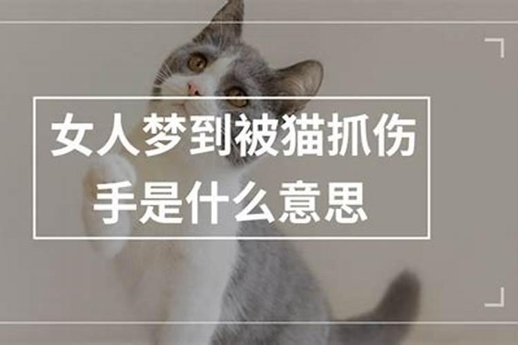 梦到被猫抓是什么意思