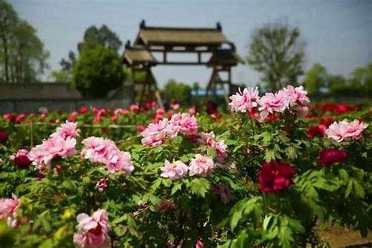 清明节成都哪里踏青赏花呢