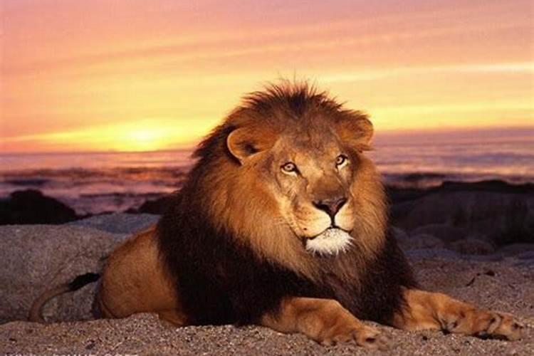 梦见老虎或者狮子是什么意思
