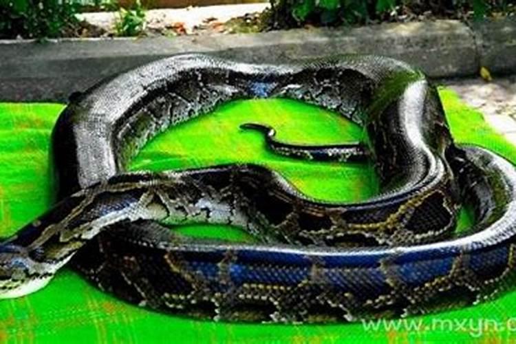 梦见洪水和大蛇寓意如何