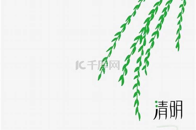 清明节柳树枝