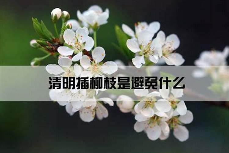 清明节的柳枝能治什么病