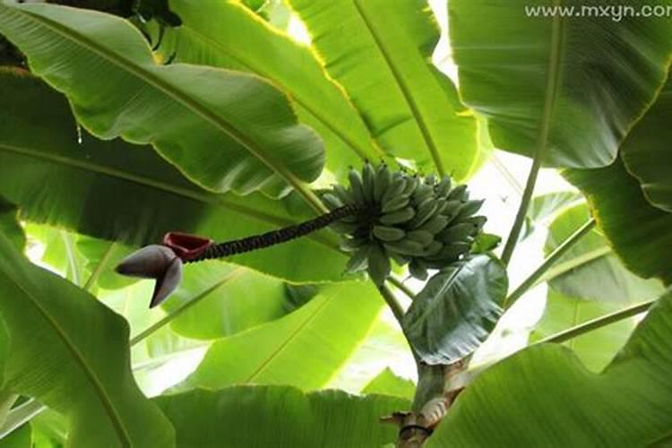 梦见香蕉树上结满香蕉吃香蕉