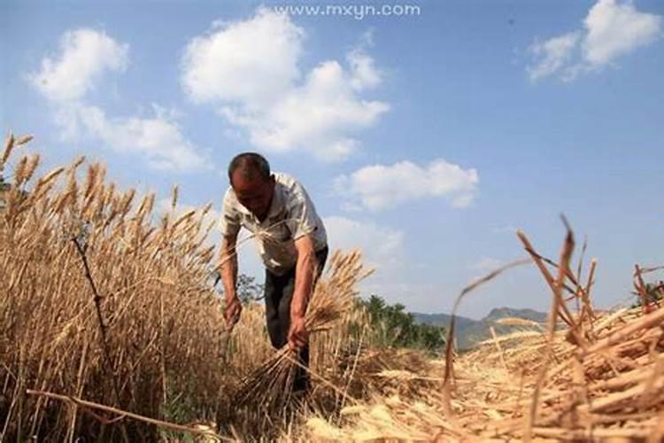 梦到好多粮食溢出来了、满地都是