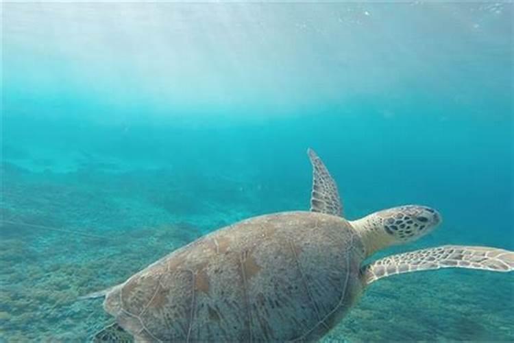 梦见海水流的很快