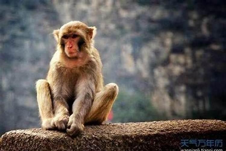 52岁属猴是什么命理的人呢