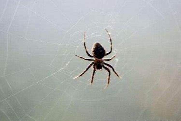 孕妇梦到蜘蛛是什么寓意是什么