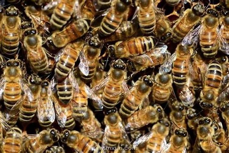 梦见很多很多蜜蜂是怎么回事