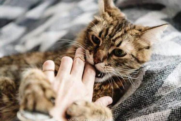 女人梦见猫咬手甩不掉怎么化解