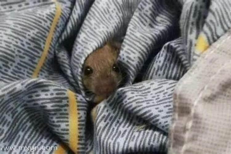 梦见老鼠爬到床头是什么