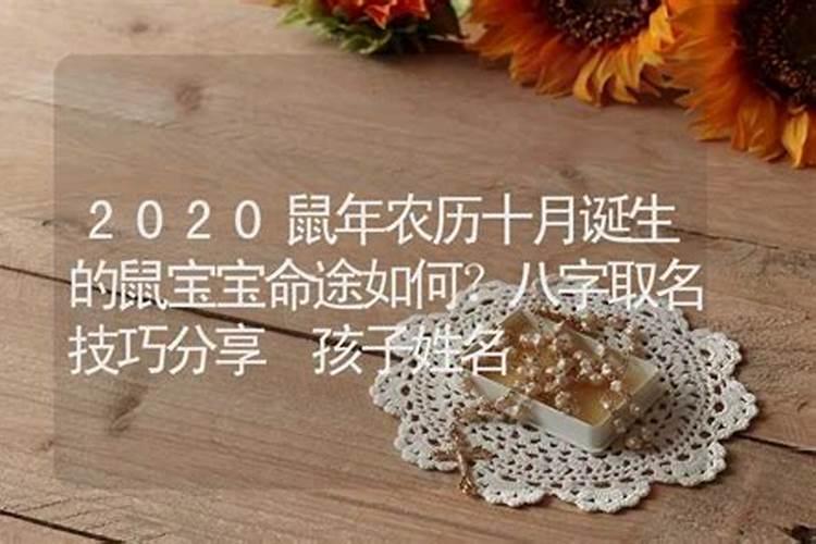 农历10月的鼠命运怎么样